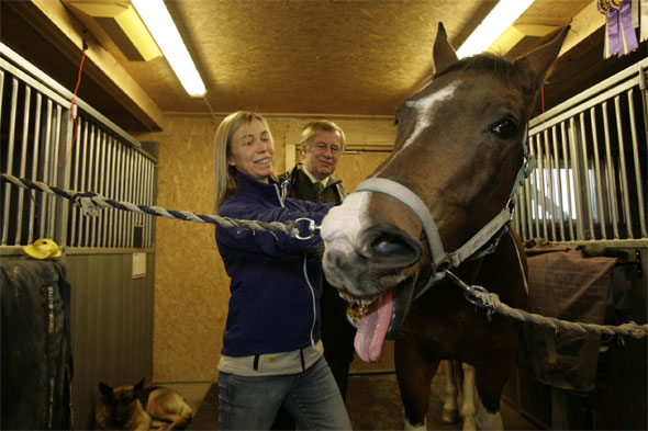 Hestemassage Hestemassage