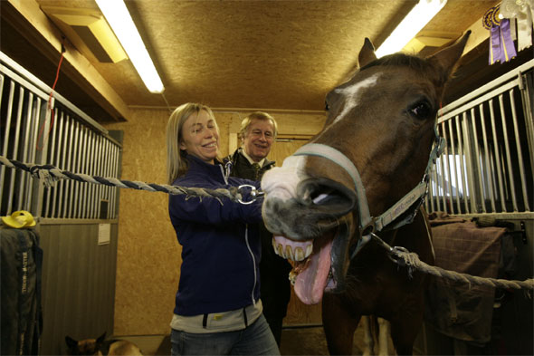 Hestemassage Hestemassage