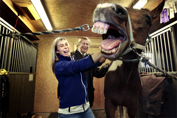 Hestemassage Hestemassage